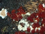 Calostilbe striispora image