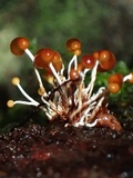 Calostilbe striispora image