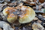 Cortinarius glutinosoarmillatus image