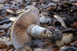 Cortinarius glutinosoarmillatus image