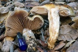 Cortinarius glutinosoarmillatus image