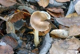 Helvella compressa image