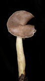 Helvella compressa image