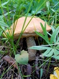 Leccinum insigne image
