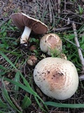 Agaricus semotus image