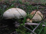 Agaricus semotus image