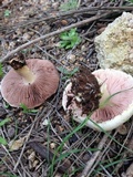 Agaricus semotus image