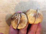 Agaricus semotus image
