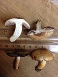 Agaricus semotus image