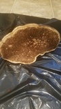 Fomitopsis ochracea image