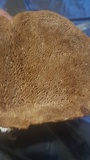 Phellinus gilbertsonii image