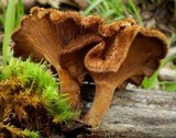 Lentinus fasciatus image