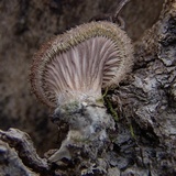 Panus lecomtei image
