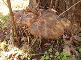 Inonotus dryadeus image