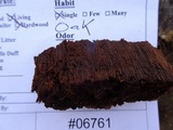 Inonotus dryadeus image