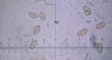 Inocybe phaeoleuca image