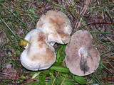 Hebeloma crustuliniforme image