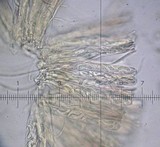Lanzia echinophila image