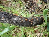 Myxarium nucleatum image