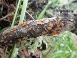 Myxarium nucleatum image
