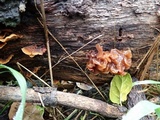 Phaeotremella frondosa image