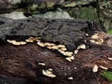 Gloeoporus dichrous image