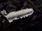 Byssomerulius corium image
