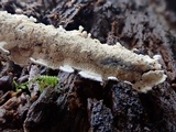 Byssomerulius corium image
