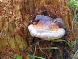 Fomitopsis mounceae image