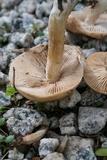 Hebeloma subsect. Clepsydroida image