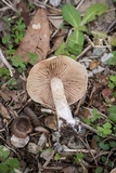 Hebeloma subsect. Clepsydroida image