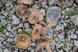 Hebeloma subsect. Clepsydroida image