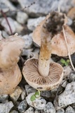 Hebeloma subsect. Clepsydroida image