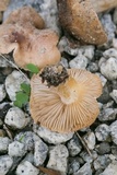 Hebeloma subsect. Clepsydroida image