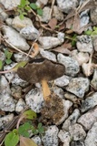 Helvella fibrosa image