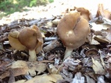 Helvella compressa image