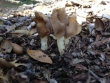 Helvella compressa image