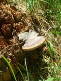 Fomitopsis mounceae image