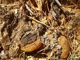 Fomitopsis mounceae image