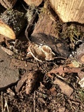 Trametes suaveolens image