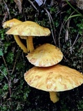 Suillus americanus image