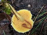 Suillus americanus image