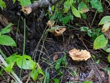 Tapinella atrotomentosa image