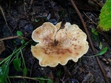 Tapinella atrotomentosa image
