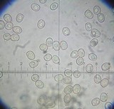 Pluteus thomsonii image