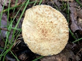 Gyroporus cyanescens image