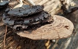 Ganoderma lobatum image
