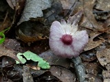Inocybe lilacina image