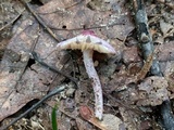 Inocybe lilacina image