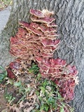 Ganoderma sessile image